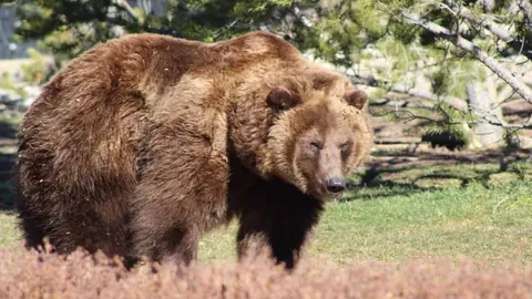 米兰官方祝贺45岁小罗生日，其职业生涯为球队出场52次攻入52球